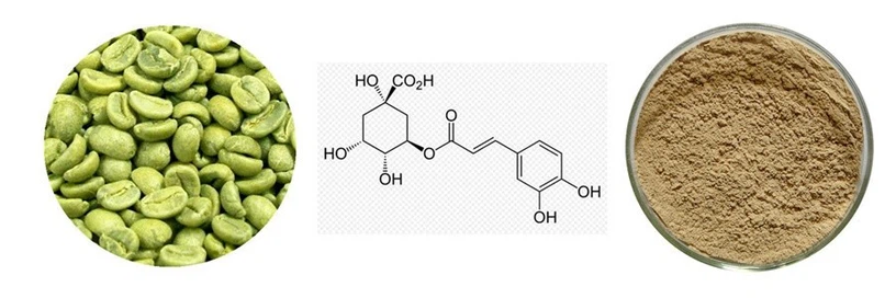 Chlorogenic Acid Chlorogenic Acid