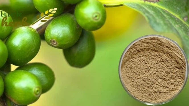 chlorogenic-acid-powder chlorogenic-acid-powder